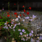 《极限挑战》卫视独家直播精彩对决不容错过 qqem0p6ofn